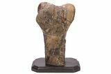 Hadrosaur (Edmontosaurus) Femur End (Distal) - Montana #206430-7